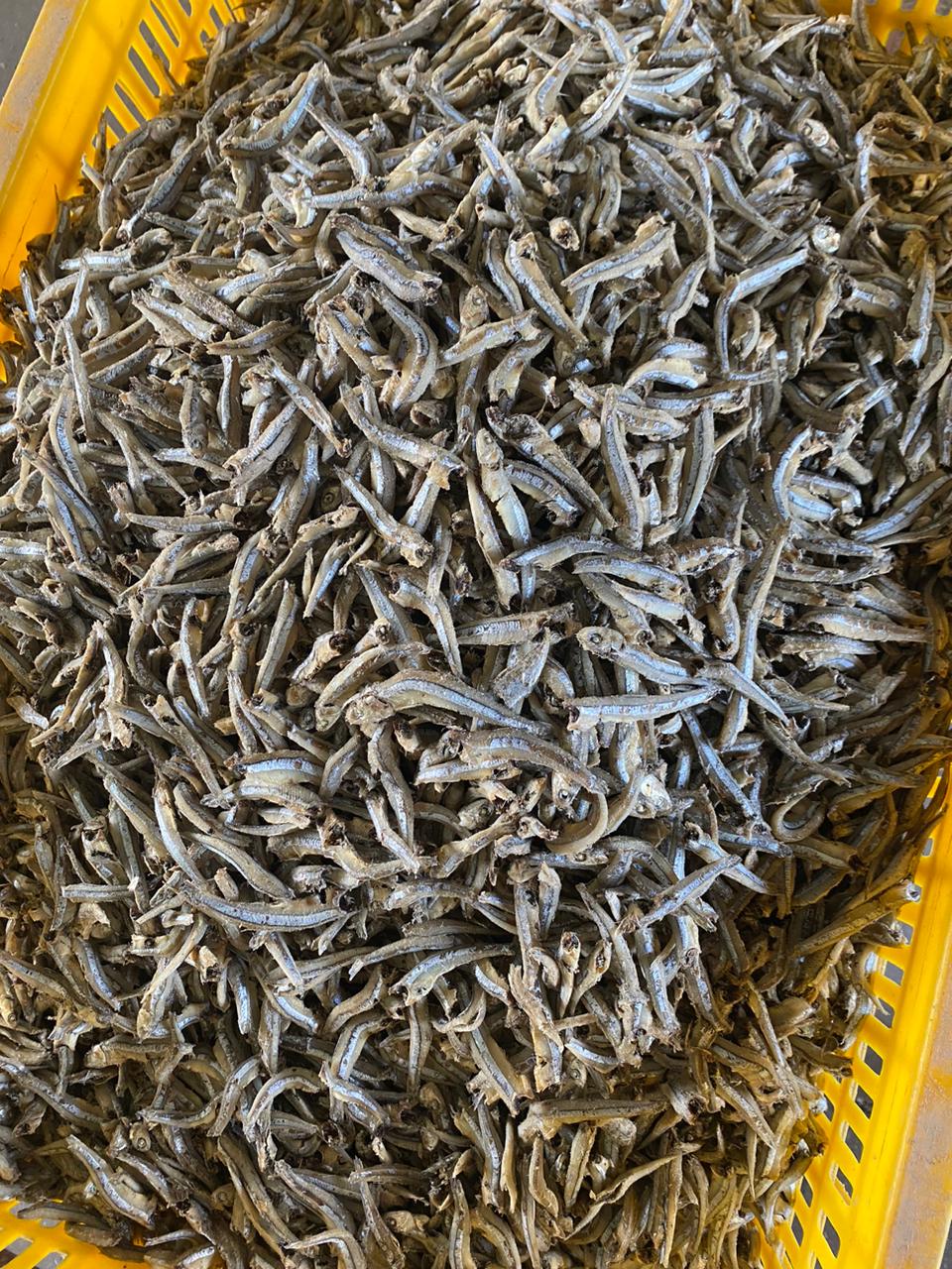 CÁ CƠM KHÔ - Ảnh 3